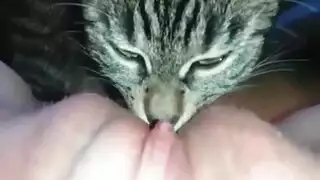hardcore pet play: feline licks her wet pussy