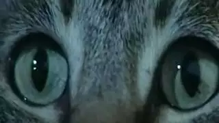 عشيق غنيمة الضفائر