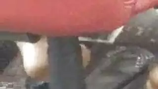 الدومينيكان الحلمات