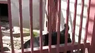 سكسي كيف يقذف القضيب