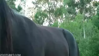 جنس شاب مع حصان Xnxx حصان حصان Yenick مثلي الجنس