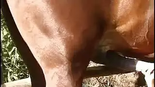 افلامسكس حيوانات امرأة ناضجة وزب الحصان الضخم