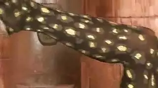 فاتنة الملبس الساخنة لعق الهرات أثناء عارية.