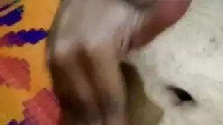 مسمر الدب الهندي في الأدغال
