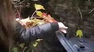 عذراء