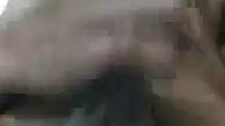 الديك الضخم الثقيلة الأفرو وامض لعيناتها