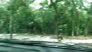 جمال أحمر الشعر مفلس في العمل
