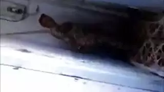 ام لمياء تتناك من عشيقها