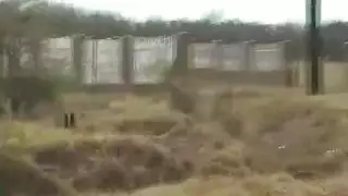 نيك أفريقية سمراء من رجل أبيض في البراري