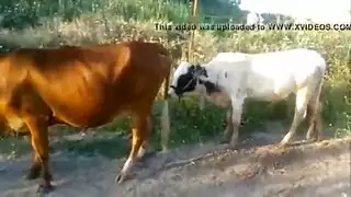 سكس عجل مع بقرة مقطع نيك مضحك شاهد ماذا حدث للعجل فيلم حيوانات